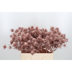 Eryn Supernova Kl Bh Champagne