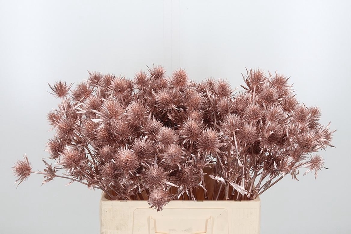 <h4>Eryn Supernova Kl Bh Champagne</h4>