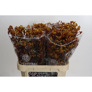 Kangaroo Paw Gold Fever