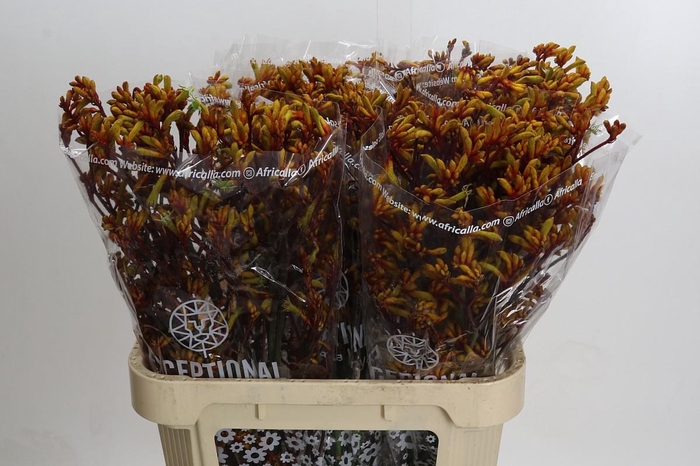 Kangaroo Paw Gold Fever