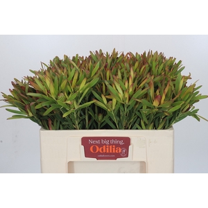 Leucadendron Ayoba Cherry Pearl Spray