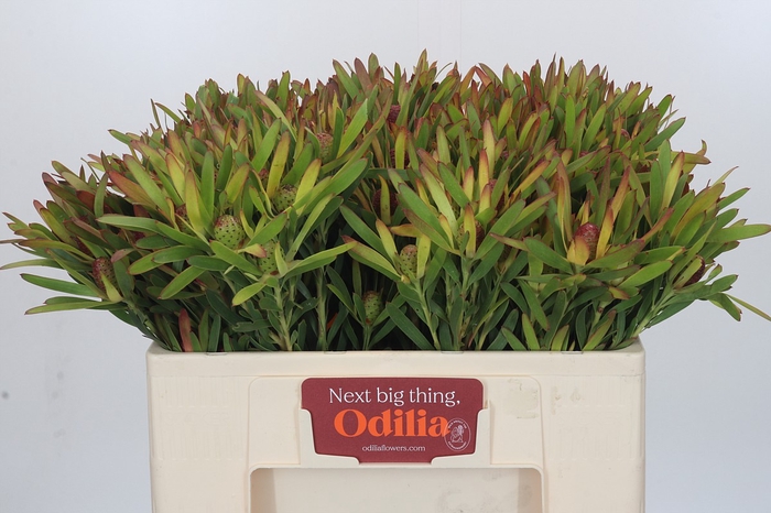 Leucadendron Ayoba Cherry Pearl Spray