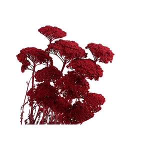 Achillea Red