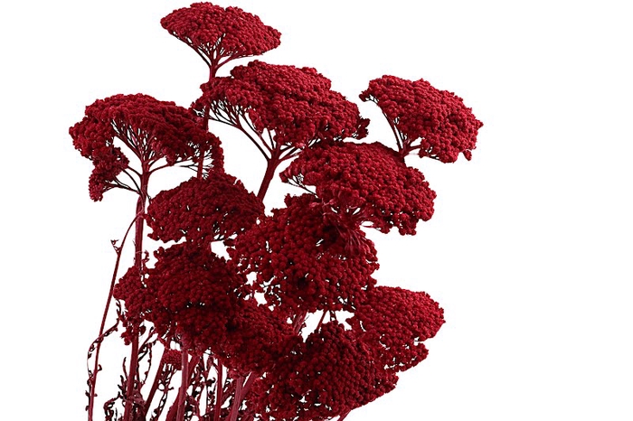 <h4>Achillea Red</h4>