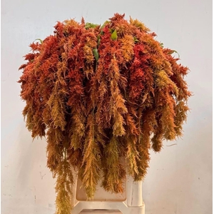 AMAR CAUDATUS BROWN SPIDER AMAR CA