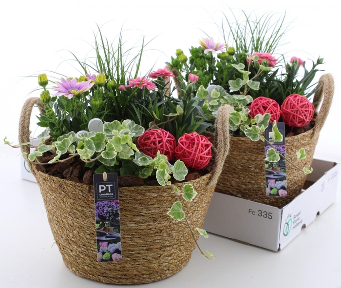 <h4>ARR TUINPLANTEN</h4>