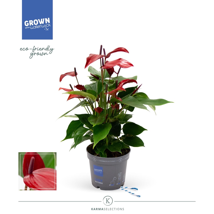 <h4>Anthurium  'Banderola Lava'</h4>