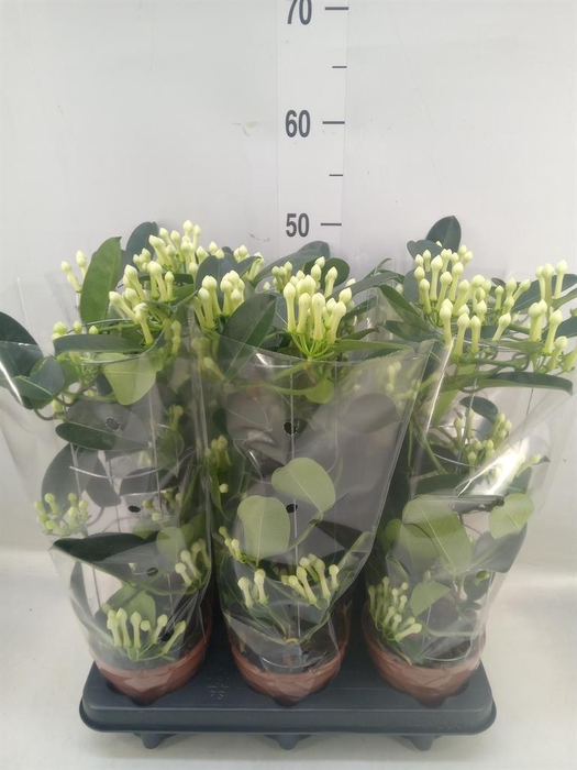 <h4>Stephanotis floribunda   ...</h4>