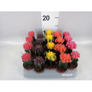 Gymnocalycium mihanov. 'Japan'  mix
