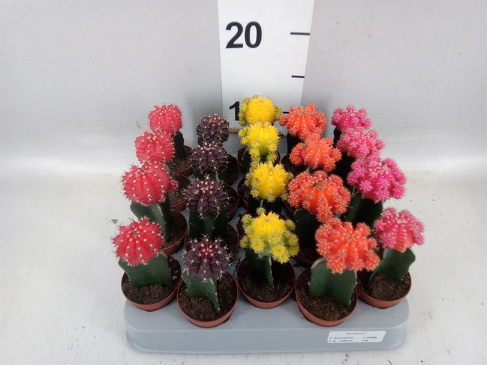 <h4>Gymnocalycium mihanov. 'Japan'  mix</h4>