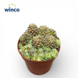 Anacampseros Tomentosa