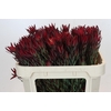 Leucadendron Blush Spray