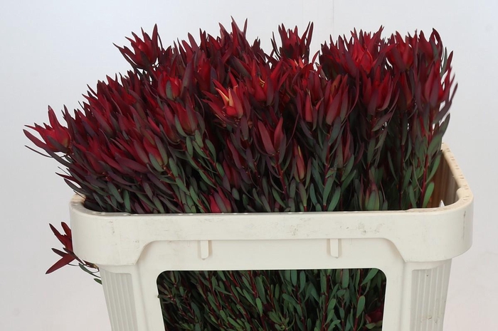 Leucadendron Blush Spray