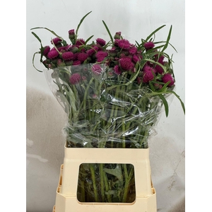 CIRSIUM ATROPURPUREUM