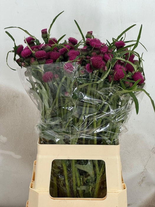 <h4>CIRSIUM ATROPURPUREUM</h4>