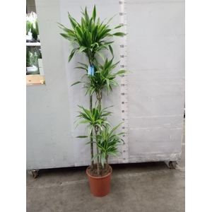 Dracaena fr de 'LemonLime'