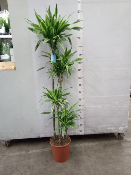 <h4>Dracaena fr de 'LemonLime'</h4>