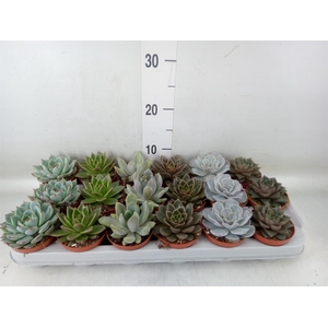Echeveria   ...mix