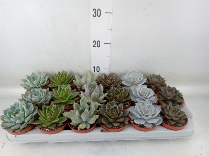 <h4>Echeveria   ...mix</h4>