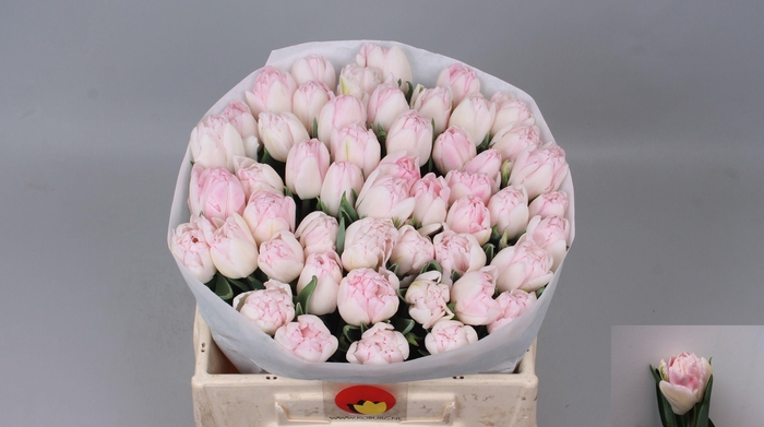 <h4>TU DU FOXTROT</h4>