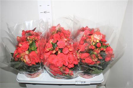 <h4>Beg Du Grace</h4>