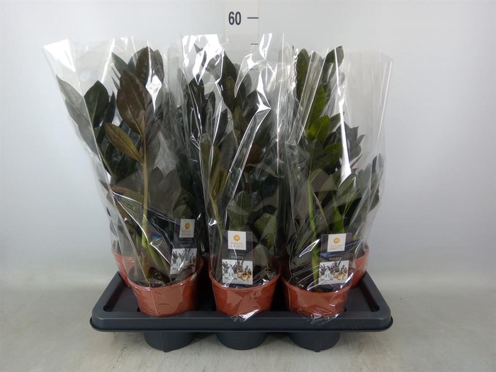 <h4>Zamioculcas zamiifolia 'Dowon'</h4>