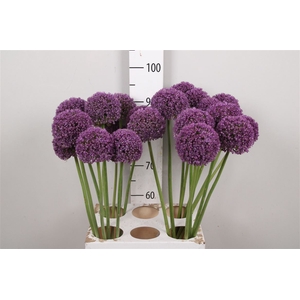 Allium Ambassador