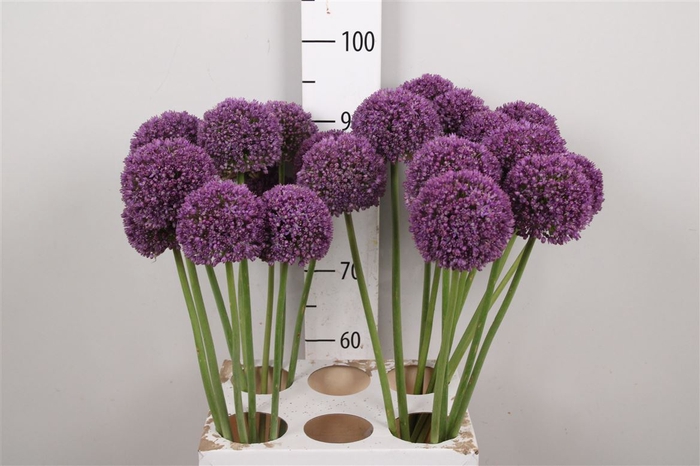 <h4>Allium Ambassador</h4>