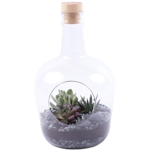Yearround Arr. Succulent Glass Terrarium Ø18cm 3PP
