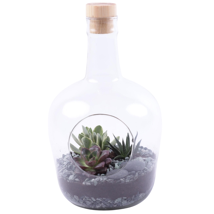 <h4>Yearround Arr. Succulent Glass Terrarium Ø18cm 3PP</h4>