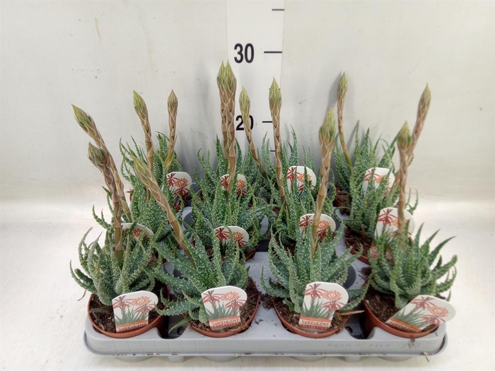 <h4>Aloe humilis</h4>