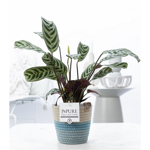 <h4>Ctenanthe Burle Marxii in P&PURE Fashionpot Valerie</h4>