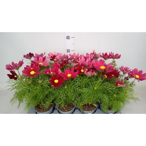 Cosmos bipinnatus 'Casanova Red'