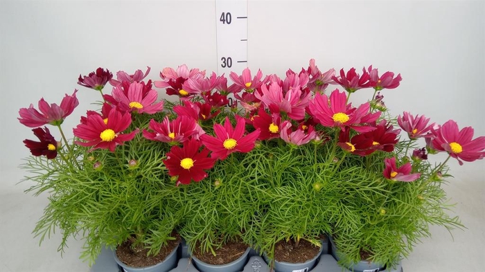 <h4>Cosmos bipinnatus 'Casanova Red'</h4>