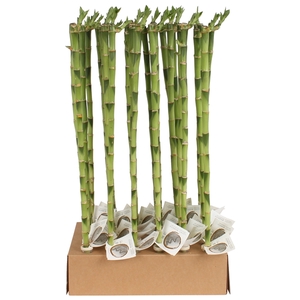 Lucky Bamboo Stem Straight 60cm in Tube & Karton Tray