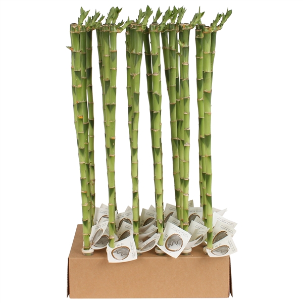 <h4>Lucky Bamboo Stem Straight 60cm in Tube & Karton Tray</h4>