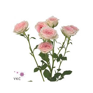 Rosa spray creamy twister