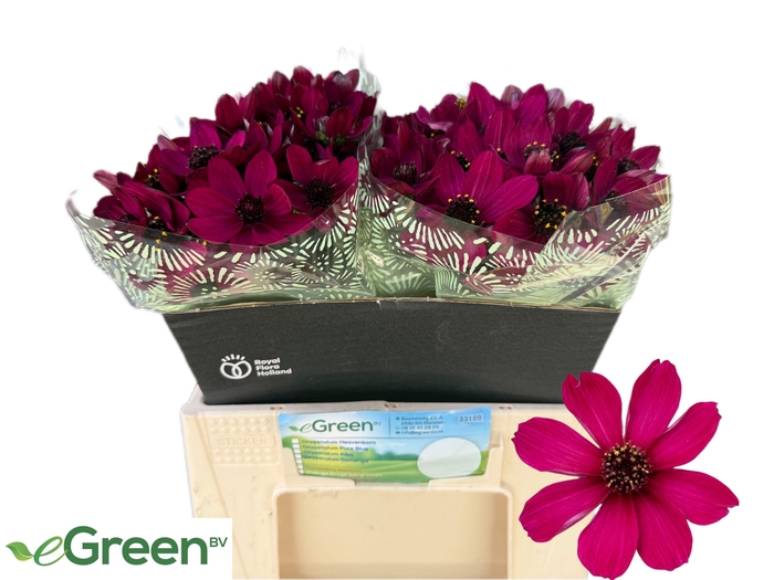 <h4>COSMOS BLACK BEAUTY</h4>