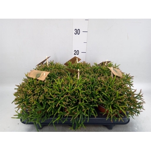 Rhipsalis burchellii
