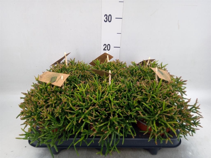 <h4>Rhipsalis burchellii</h4>