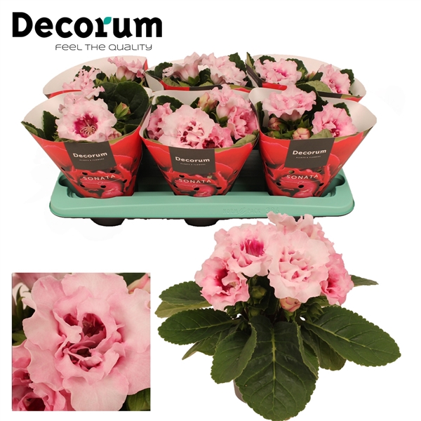 Gloxinia Sonata pink 13cm