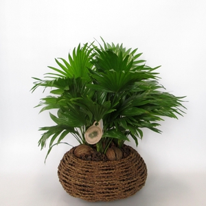 LIVISTONA ROTUNDIFOL