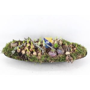 arr4 Bollenmix MB - Kunstst. ovaal XXL