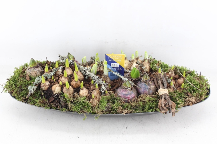 <h4>arr4 Bollenmix MB - Kunstst. ovaal XXL</h4>