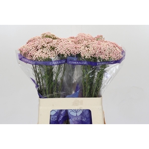 Ozothamnus Cooks Tall Pink