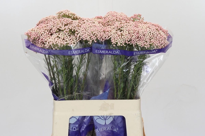 <h4>Ozothamnus Cooks Tall Pink</h4>