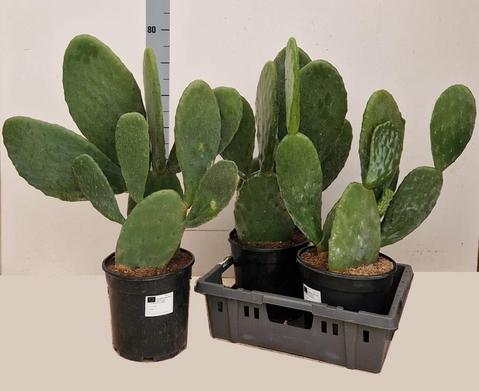 <h4>OPUNTIA</h4>