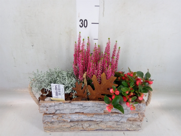 <h4>Arr.   Tuinplanten L%</h4>