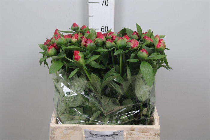 <h4>Paeo Hh Flame</h4>