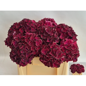HYDR M MAG DARK RUBY